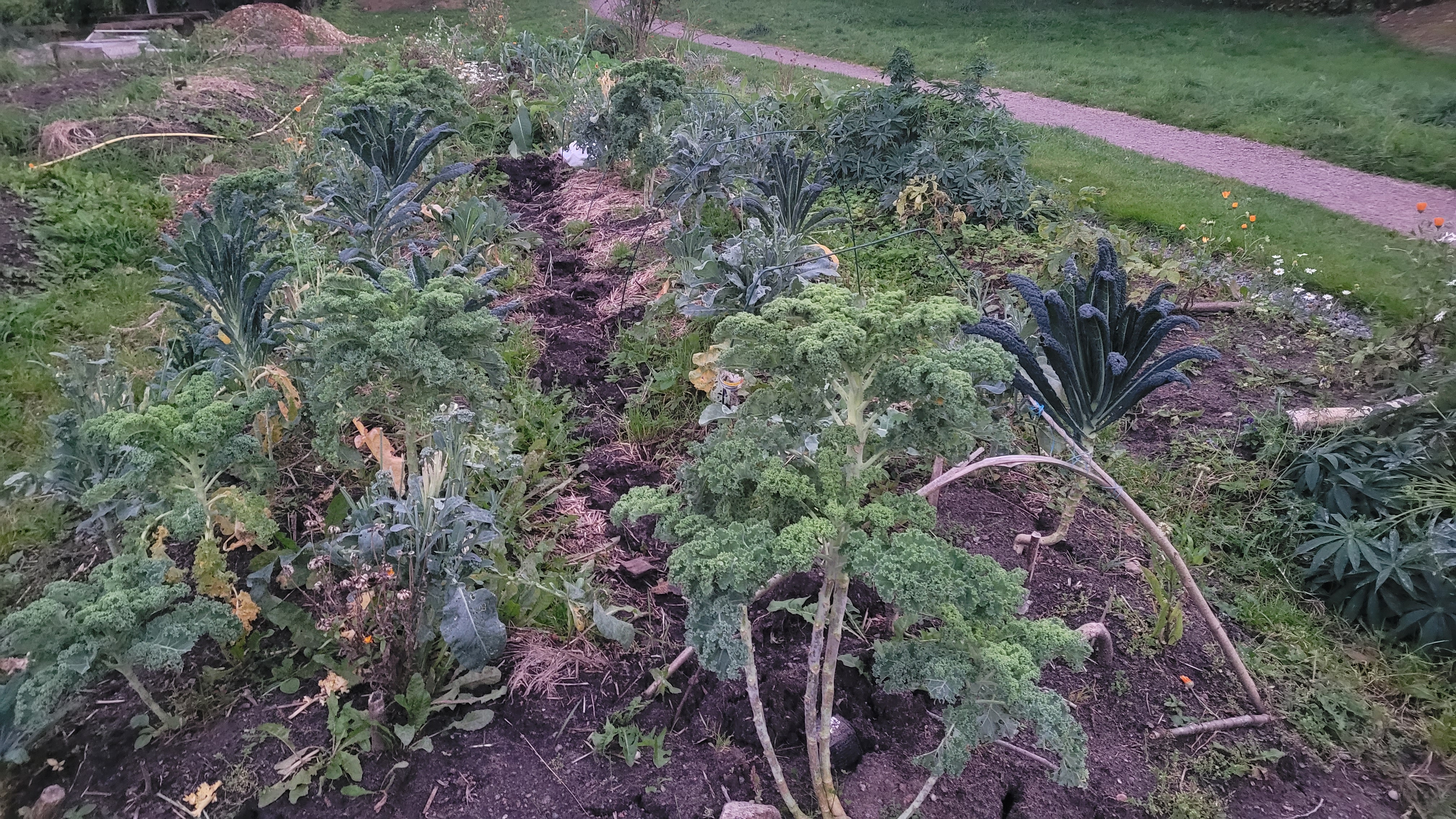 A collective garden in Högsbo