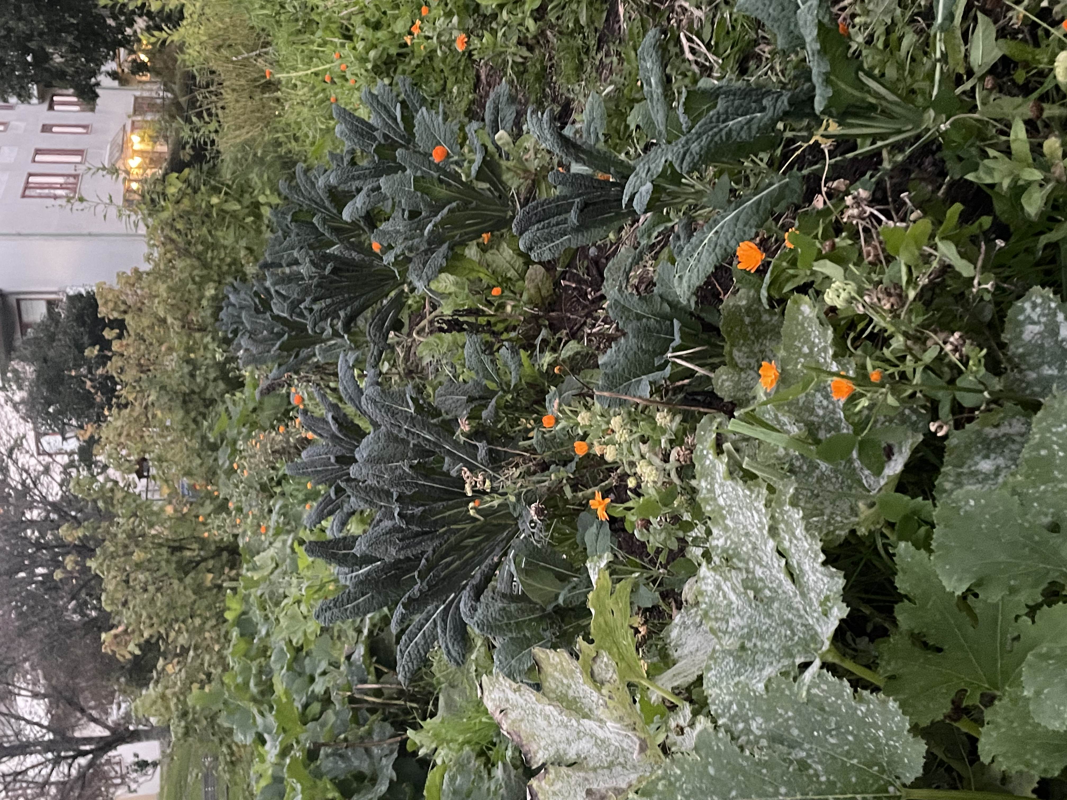 A collective garden in Högsbo