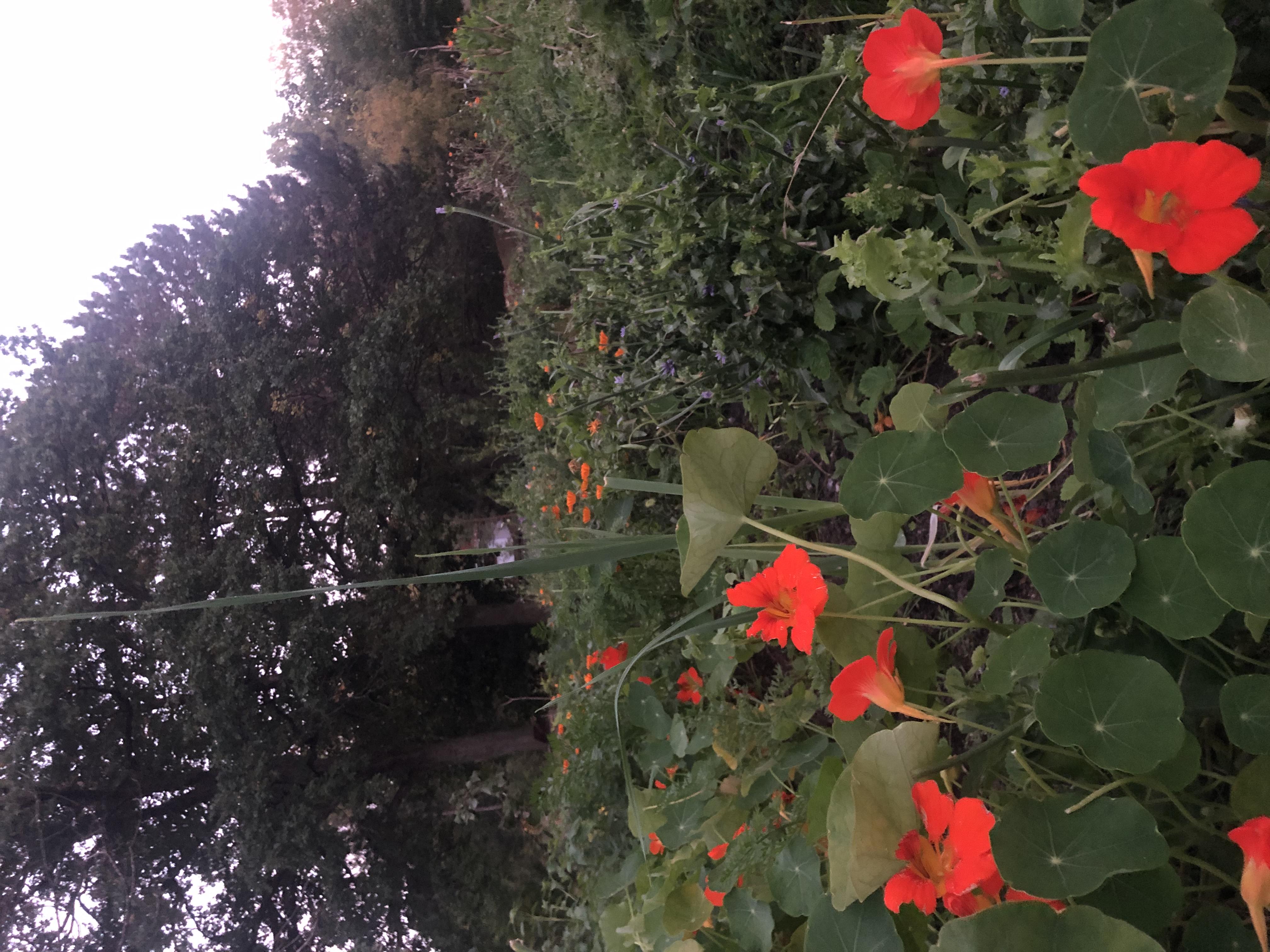 A collective garden in Högsbo